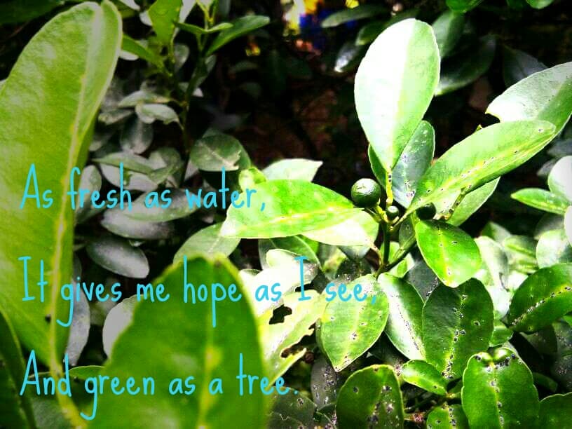 haiku.jpg